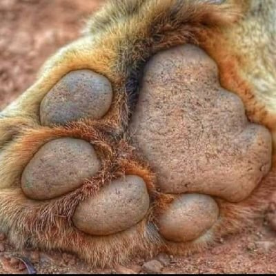 Sinh_sadan's profile picture. ગીર મા તમારું સ્વાગત છે.🤩🙏