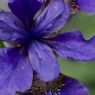 variedpassions's profile picture. a Twitter just for my hobbies