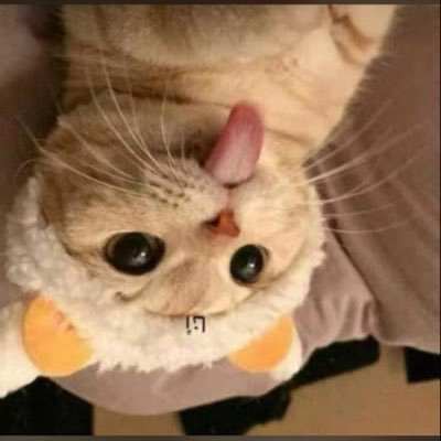 ‏لا اله الا الله محمد رسول الله 😍😍😍