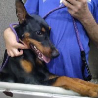 krllvnt (@lefekade) 's Twitter Profile