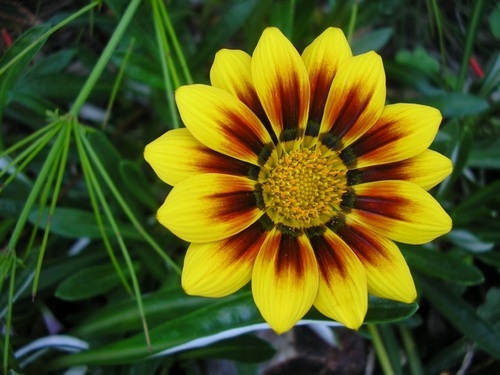 BalitaLuchie's profile picture. CEO of the Filipino newspaper Balita Media, Inc.