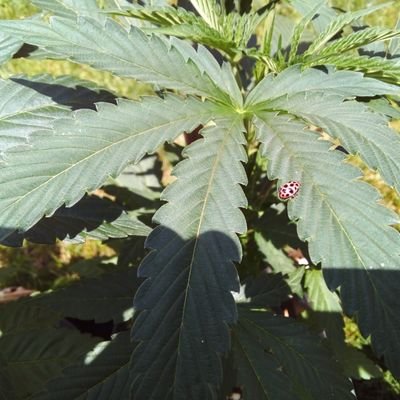 TheTravelerCan1's profile picture. Meet ..The Traveler,🧔bringing you unique cannabis products from all over.🇨🇦 👣
The Traveler Cannabis Company is part of the Gardens of Niagara. (GoN)🍃🌄🌱