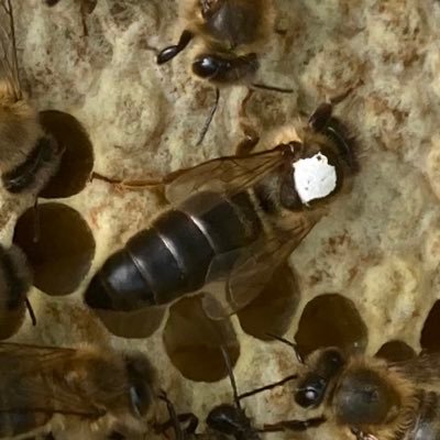 bombercounty's profile picture. Enterprise Architect, Academy Trust Member, Chairman of the Lincolnshire Beekeepers Association. Less chat, more action.