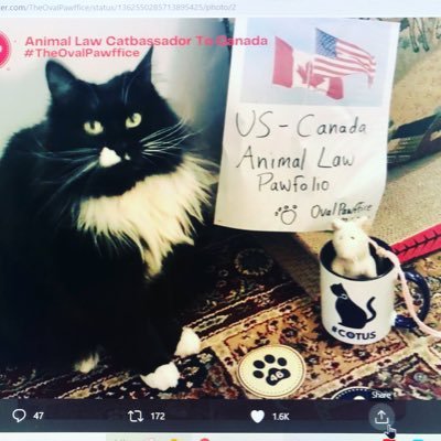 #Cattorney at paw #AnimalLaw ⚖️🐾Pawfolio @TheOvalPawffice #CatbassadorAriel 🐾 #AdvoCat🐈 #PawsOfEmpathy #A2JForAnimals @shroffanimallaw