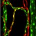 Siekmann Lab (@siekmannlab) Twitter profile photo Siekmann Lab (@siekmannlab) Twitter profile photo