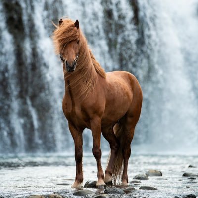 z3aama's profile picture. 