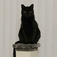 Ever the Cat, Calls Bullsh*t 💙🌊🇺🇸 🏳️🌈🇺🇦 (@nastywomandem) 's Twitter Profile Photo Ever the Cat, Calls Bullsh*t 💙🌊🇺🇸 🏳️🌈🇺🇦 (@nastywomandem) 's Twitter Profile Photo
