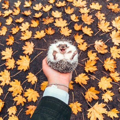 langoreth's profile picture. I'm here. Bring coffee.