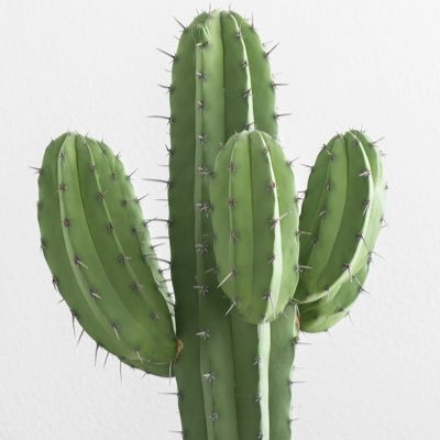 I’m just a bro who loves cactus