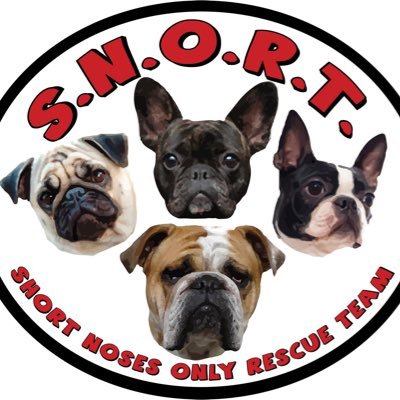 SNORT is an all-volunteer rescue based in the Northeast USA. Our purpose is to find loving homes for short nosed (brachycephalic) dogs. 🐾