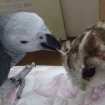鳥さんが大好き♥ ヨウム、🦉カラードコノハズク、 セキセイインコ (3羽)、ワンコ(1頭)、
可愛い我が子達に壊された家中をDIYするのが趣味です。 保温アクリルケ―スも手作り♪ Twitter🔰
無言フォロー失礼致します (* ᴗ͈ˬᴗ͈)”