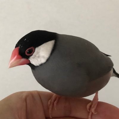 文鳥さん(男の子)と暮らしてます🐥無言フォロー失礼します🙇‍♂️