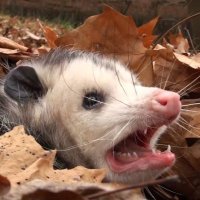 SCSI (skuz-ee) the Possum (@scsipossum) 's Twitter Profile