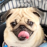 KaKoA (@kakoa90764576) 's Twitter Profile Photo