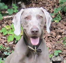 I am Sarchie the adorable Weimaraner.  People love me wherever I go, so I thought I'd start my own twitter account too!