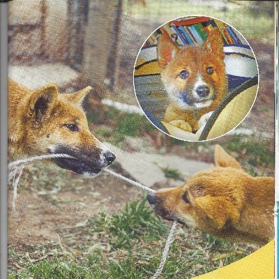 Instagram's most famous Dingo is now on Twitter! Wandi the book by @FavelParrett available at bookstores!