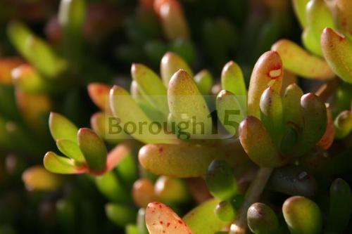 Borough_art's profile picture. Artist and Chartered HR professional leading Organisational Development projects.