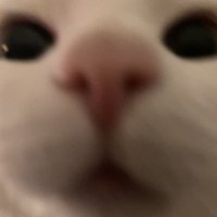 MeowPeach (@cdlailai) 's Twitter Profile