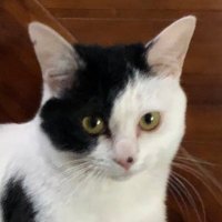 あんどりゅー (@f15n1040) 's Twitter Profile