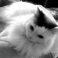 ❤Duchy ❤ (@duchykins3) 's Twitter Profile