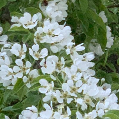 hannystelija's profile picture. Koronatilanteen seuranta aikoinaan sai liittymään Twitteriin. Nyt seuraan monenlaista, ja oikeudenmukaisuus on lähellä sydäntä. Akateeminen perheenäiti.