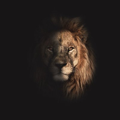 Lions Everyday Profile