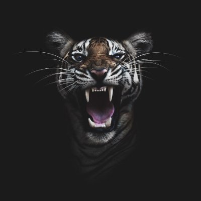 TigersEveryday Profile Picture