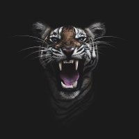 Tigers 🐯(@TigersEveryday) 's Twitter Profile Photo