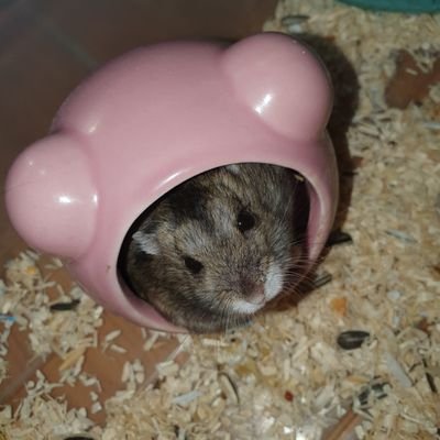 Nayeon 행보카쟈さんのプロフィール画像