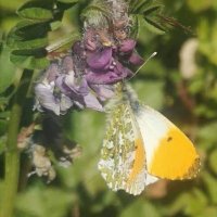 WoodstownWildlife @wildwoodstown.bsky.social (@wildwoodstown) 's Twitter Profile