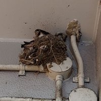 なめたけ@大神奈川主義者 (@ozward412) 's Twitter Profile Photo