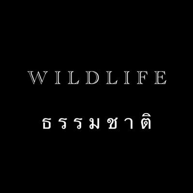 ออฟฟิเช่วทำมะชาด #Wildlifexreal #ธรรมชาติแก๊งนักดนตรี