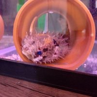 🚨🐈️ガンプラ好きの釣り人🚨🐈️ (@8mklmanargornsg) 's Twitter Profile
