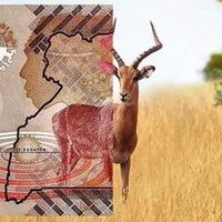 stonekamoga (@stonekamoga) 's Twitter Profile