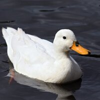 johnny duck - @johnnyduck2 Twitter Profile Photo