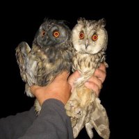 Long-eared Owl network (@longearedowlne1) Twitter profile photo