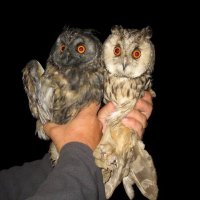 Long-eared Owl network(@LongearedOwlne1) 's Twitter Profileg