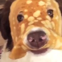 awesomekid (@awesomekid444) 's Twitter Profile