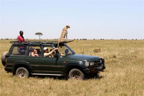 A prestigious collection of luxury safari lodges & camps in Kenya's stunning wildlife locations.Offering personalized service, expert game drives & guiding .