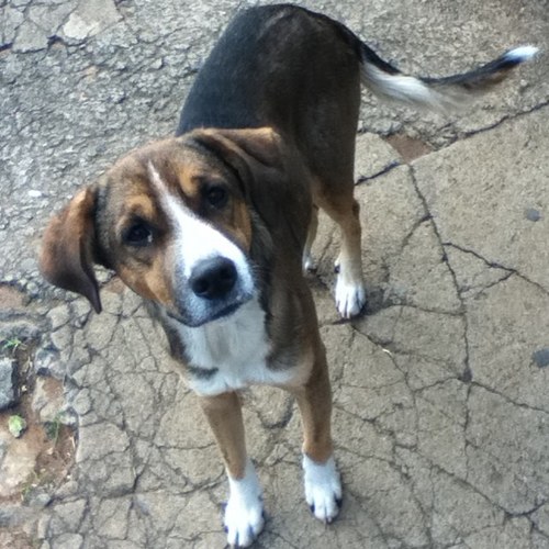 Cãozinho abandonado no bairro Sta Helena (JF) à procura de um novo dono! Ajude-nos, RT! aulas.matfis@gmail.com