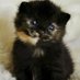 Mizifu😻 (@mizifu09) Twitter profile photo Mizifu😻 (@mizifu09) Twitter profile photo