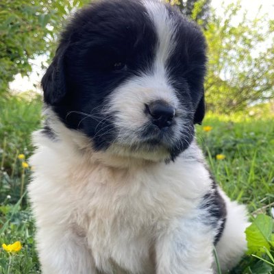 My name is Winnieford T Poohbeardog. I am a Newfoundland. I was born on March 22nd. My mom's name is Lottie and my dad's name is Luke. I'm a puppy in a big body