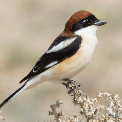 grahamblacker's profile picture. Proud organiser of the Bristol Ornithological Club Tuesday walks.I have visited over 120 countries. Perfect husband, chocoholic, Sunday times Rich list absentee