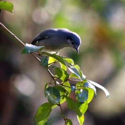 Aves Argentinas 🐦💜 
Bichos y demás parientes