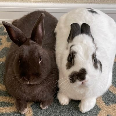 We are Coco and Hart. Capital intensive and gross margin dilutive with a negative impact to @srasgon’s FCF. Lobbying Congress to add rabbits to the CHIPS act.