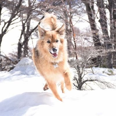 salsagol99's profile picture. 🦍