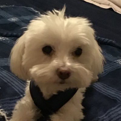 Educator, data privacy, dog mom