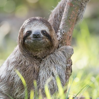 the_true_Sloth Profile Picture