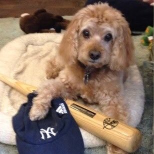 Dogs, NY Yankees, dyed in the wool liberal Democrat