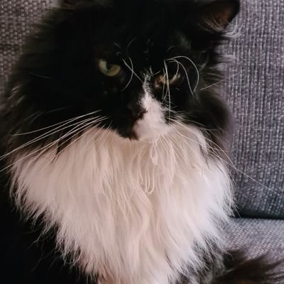 Molly_D_Cat's profile picture. House cat with 2 staff to see to my needs.